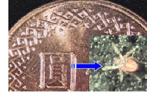 清明掃墓　著長袖衣褲防「恙」上身