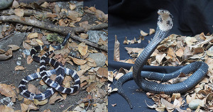 掃墓小心毒蛇出沒！遭咬牢記「5要5不」保命