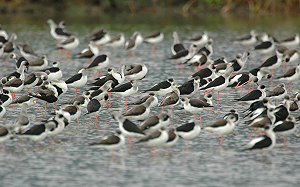 迎接春天展翅飛翔！國家級最強賞鳥秘境不藏私