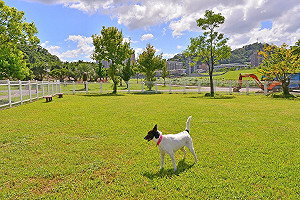 連假毛孩放風趣！北市寵物友善措施看過來