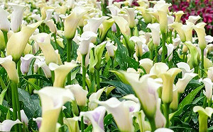 桃園彩色海芋季4/4登場！五色花語一次看懂