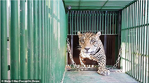 虎毒不食子但…全球首隻人工授精美洲豹寶寶  被媽媽吃掉惹