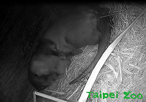 水獺金莎第2胎照豬養 新生寶寶將邀民眾命名