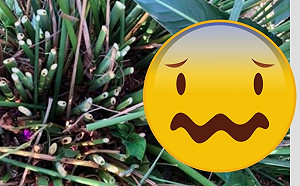 躲藏地點超隱蔽！「蛇」出鬼沒嚇壞人