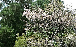 4月上路亂象多！？網友上政策平台提案「暫停春遊補助」