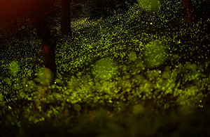 夜訪夢幻光點森林！東勢林場螢火蟲數量破6萬隻