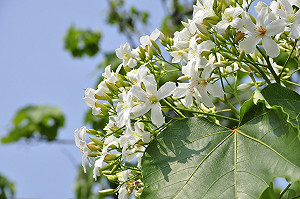 客家桐花祭4/13南投開跑  7處賞花熱點大公開