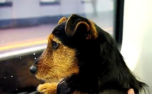 真實版靈犬萊西？小狗獨自搭火車　展開奇幻之旅到終點站