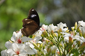 客家桐花祭》跟著埔里人下鄉去！追花之外還能這樣玩