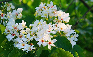 4月桐花雪紛飛！全台10大浪漫賞桐秘境大公開