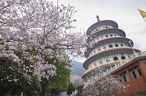 千呼萬喚開起來！淡水天元宮吉野櫻花終於盛開