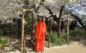 劉黎兒觀點》架恐怖！櫻花折枝、神鹿之死 日本人嘆不完的陸客觀光公害 …