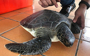 海洋浩劫！海保署統計：前三月82隻海龜、47隻鯨豚死亡