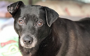 台灣首座100%綠能浪浪收容中心 卓媽媽之家升等「五星級生活」