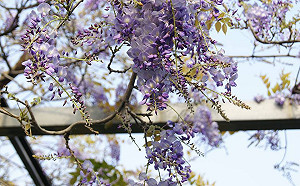 錯過等明年！全台6大賞紫藤花私房熱點報你知