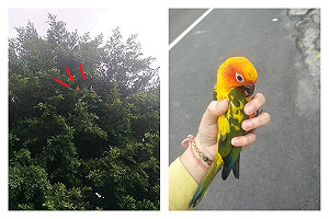 寵物鳥離家出走流浪到大樹 她用這招讓小鳥回家千人笑瘋