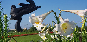 朱銘大師飛撲地標 台灣野百合盛開添嬌點