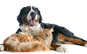 每10隻犬貓　就有1隻罹患心臟相關疾病