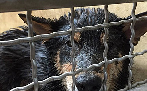 毛小孩受困獸鋏！新北動保組巡查隊清除兇器