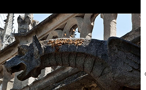 巴黎聖母院傳來奇蹟聲！20萬隻蜜蜂毫髮無傷