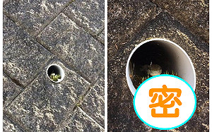 路邊水管「蛇蛇之家」他探頭看大驚：裡面裝潢得像IKEA！