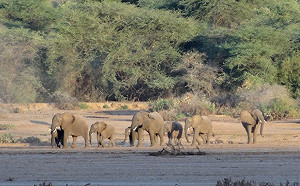 盜獵猖獗　唐獎得主砸千萬組巡守隊　非洲再現象群生機