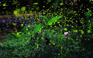 不只有桐花能看！南投4大螢火蟲閃爍秘境報你知