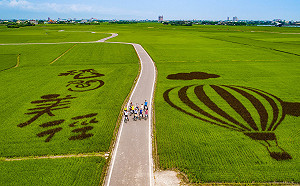 冬山三奇看彩稻　觀景高台五一開放