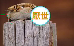 攝影師拍下「超厭世麻雀」上班族看完全哭：我的人生寫照