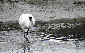 台北賞鳥秘境在這裡！超過40種鳥類看好看滿