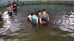 又傳鯨豚擱淺　高雄旗津6隻小虎鯨擱淺　1隻不幸死亡