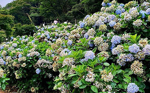 搭公車賞花去！竹子湖繡球花季交通懶人包看這裡