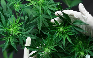 食品飲料界的後起之秀！「大麻萃取物」是毒品還是靈藥？