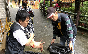 山羌降為一般動物仍不可獵捕！ 動保所：違者處6萬元罰鍰