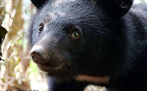 南安小熊野放地遭媒體曝光惹爭議   徐國勇：我們錯了