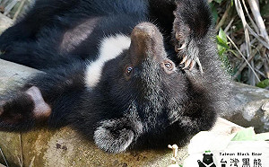 影／南安小熊野放全紀錄　黑熊媽媽：正因不捨更要保護
