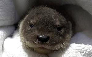 北市動物園水獺妹妹出生將滿2月 萌度爆表隨時可望見客