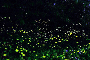 螢火蟲來了！快到台中大坑賞螢與蝶共舞