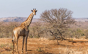 長頸鹿也陷瀕絕危機 美國考慮加強保護