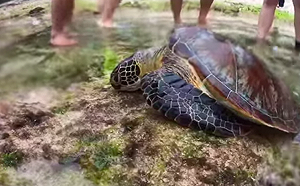 最重可罰100萬！小琉球海龜遭刺殺 屏東縣政府追查中