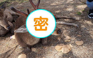 人類好煩！黃金週遊客多　奈良鹿被「仙貝疊疊樂」超無奈