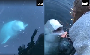 影／不可思議！iPhone掉海裡　小白鯨叼起送回海面還失主