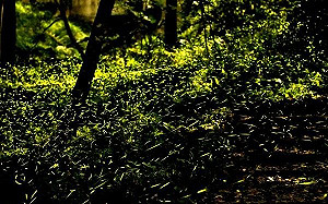 中台灣經典景點卡5/15開賣！30天內中部13個景點玩透透