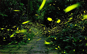 螢火蟲季接棒！ 阿里山11處最佳賞螢地公布