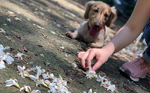 賞桐．賞螢一把罩　毛小孩也可同樂的新北秘境大公開！
