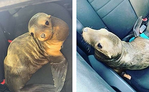 高速公路上「逮捕」Q萌小海獅！警察：海獅喜歡坐警車