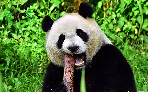 團團圓圓吃什麼？你所不知道的貓熊版「竹筍」菜單