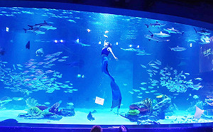 大邱旅行老少愛　桐華寺吸收日月精華　DIY炸雞找美人魚