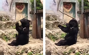 影／功夫黑熊在世！超萌模樣耍棍「神乎其技」