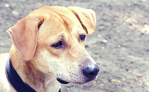 中國擬禁吃狗肉  深圳開第一槍！  網民爆氣開嗆：吃啥關你X事